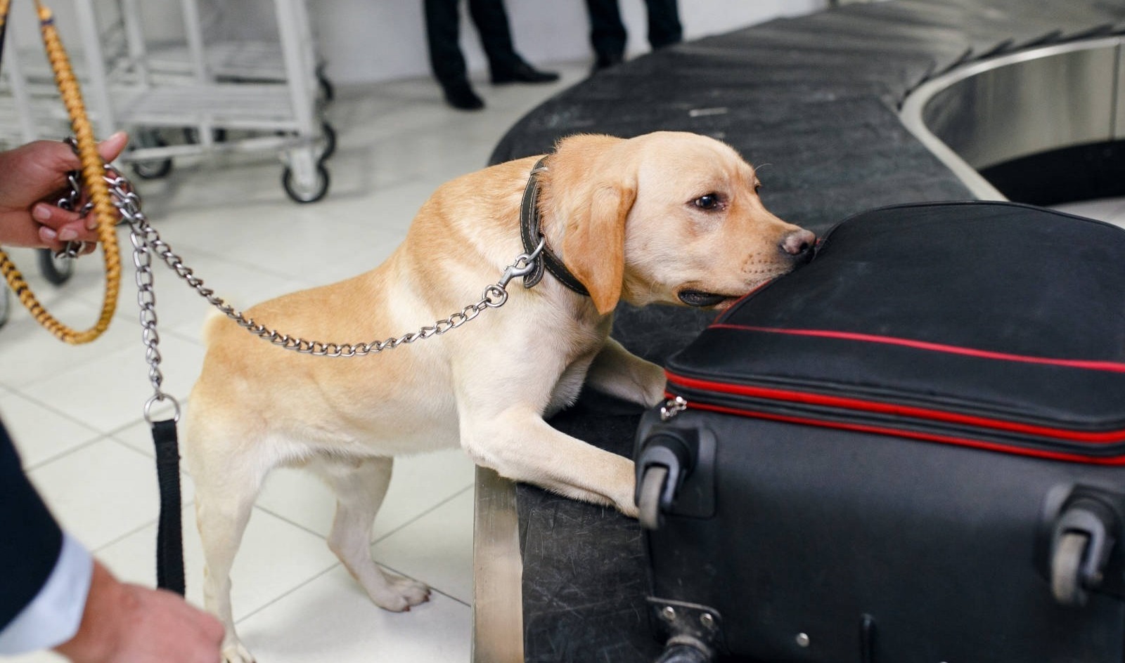 Trainierte Hunde (K9) für Cyno-Brigade k9