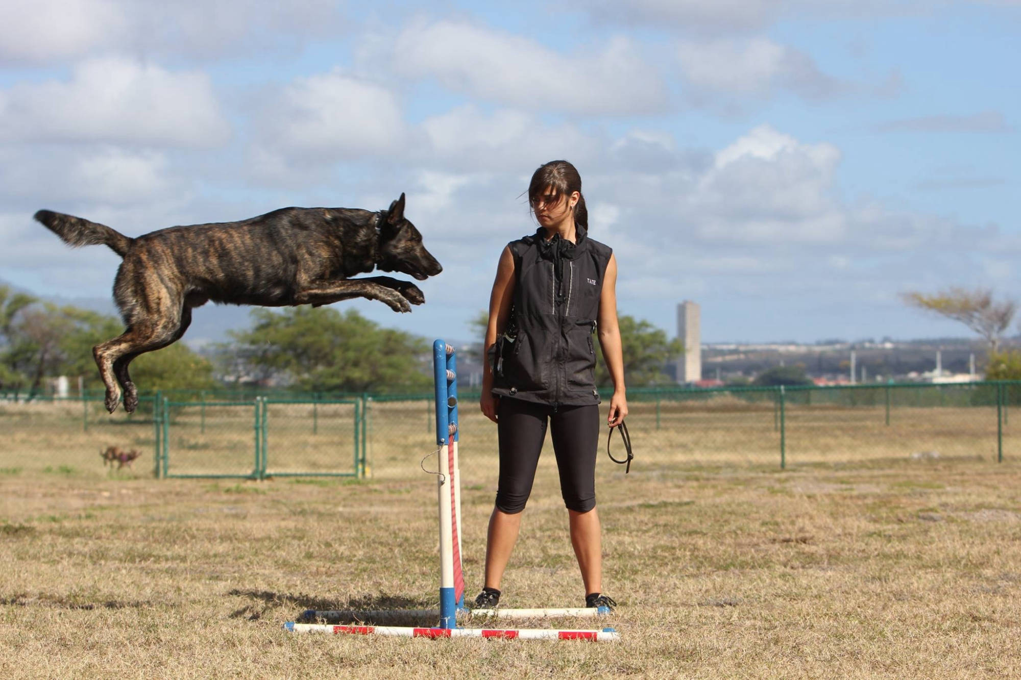 Morin est un fabricant et distributeur de produits pour animaux de compagnie, dont le siège social se situe à Montlhéry, en Île-de-France.  Encart avec résumé (à droite de la page) Morin  Création 1980 Forme juridique Société par actions simplifiée Siège social Montlhéry France Direction Matthieu Morin, Madeleine Morin, Maurice Morin Activité Commerce de gros d’autres biens domestiques  Produits Fournitures, équipements et nourriture pour animaux domestiques Site web www.morinfrance.com Chiffre d’affaires 7.4 millions d’euros (2021)  Présentation de l’entreprise Les établissements Morin sont une société par actions simplifiée, immatriculée sous le SIREN 354076895 au registre du commerce français. Active depuis 42 ans, l’entreprise réalise et commercialise des produits pour animaux domestiques dans 20 pays. Dotée d’une animalerie physique et d’un site de e-commerce, Morin fournit les particuliers, les professionnels, les forces de l’ordre, les clubs canins, et les brigades cynophiles françaises et internationales.  Le fondateur de l’entreprise, Maurice Morin, a pratiqué le sport canin pendant 58 ans. Il a notamment été sacré champion de France de travail en Campagne en 1976. Il a aussi été président du club canin de St Geneviève / Fleury Mérogis de 1990 à 1995.  Historique 1965 : création du premier costume de protection au mordant, sans cuir et sur mesure 1980 : Début     de l’activité en tant qu’artisan 1990 : Déménagement, ouverture de l’animalerie Morin dans l’Essonne. 1995 : Agrandissement des locaux et optimisation de l’espace de stockage pour accueillir plus de marchandises. 1995 : Lancement d’une activité de grossiste, import et export en accessoires et nourriture pour animaux domestiques. 1997 : Création du premier site web et début de la vente en ligne de fournitures et accessoires. 2019 : Déménagement dans les nouveaux locaux, plus grand, à Montlhéry, dans l’Essonne.  2021 : Agrandissement de l’entrepôt de stockage et acquisition de foncier afin de poursuivre le développement de l’activité sur les prochaines années  Rayonnement international L’entreprise Morin commercialise ses produits dans 20 pays, dont la France, la Suisse, le Danemark, le Luxembourg, la Finlande, les USA, la Pologne, la Hongrie et les Emirats Arabes Unis, la Thaïlande , Cuba…  Auprès des clubs canins, parcs et refuges Morin S.A. est fournisseur officiel des clubs d’éducation canine français, du zoo parc de Beauval, de la S.P.A, de Disneyland Paris, du parc du Futuroscope, du parc national de la Réunion, de Vulcania.  Auprès des forces de l’ordre Fournisseur des armées, police, gendarmerie, sapeurs-pompiers, service pénitentiaire, police municipale, RAID, GIGN, etc… Morin est également fournisseur agréé par l’OTAN et distributeur officiel pour les ministères de la Hongrie, du Liban, d’Iran, de Pologne, les ambassades de Colombie, d’Argentine et du Koweit. Morin est aussi fournisseur officiel des polices des Emirats Arabes Unis, de la Suisse, de Finlande, Lettonie, Tunisie, Cuba, Brésil, Luxembourg, Danemark et de la gendarmerie d’Algérie, etc... 