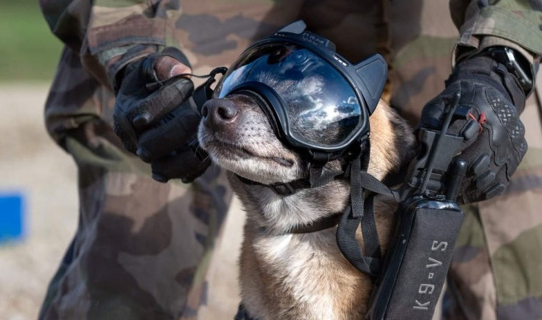 Servicios y Formaciones (perros de detección, reconocimiento...