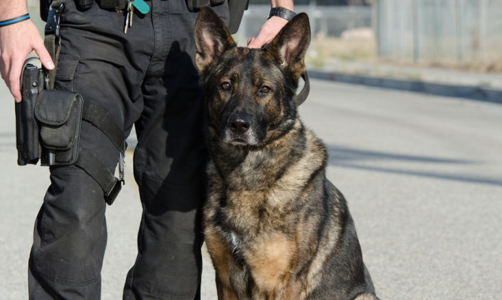 Accesorios y equipamientos cinotécnicos por perros de reconocimiento, seguridad y asalto