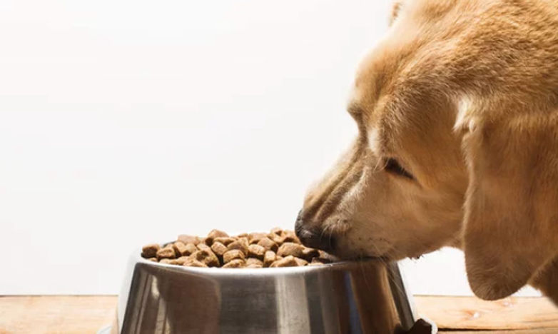 Comida para cães: croquete e comida húmida